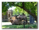 Lincoln-Park-Zoo-Chicago-062