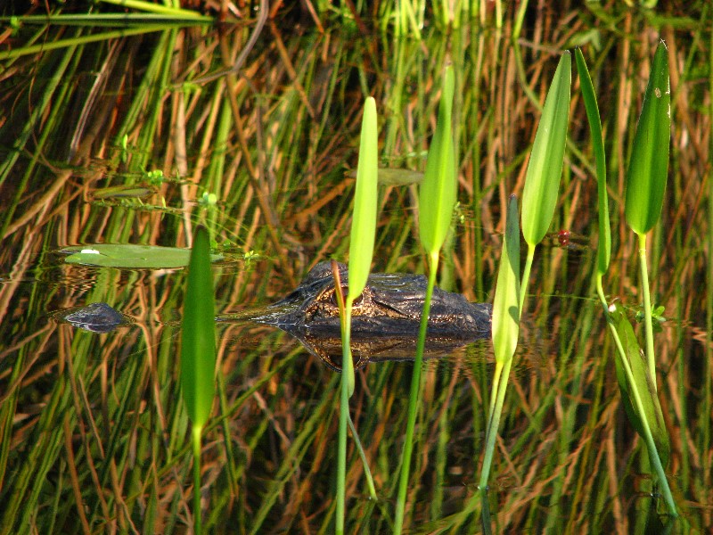 Everglades-Holiday-Park-Airboat-Ride-057