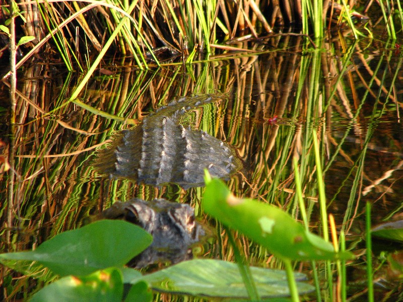 Everglades-Holiday-Park-Airboat-Ride-073