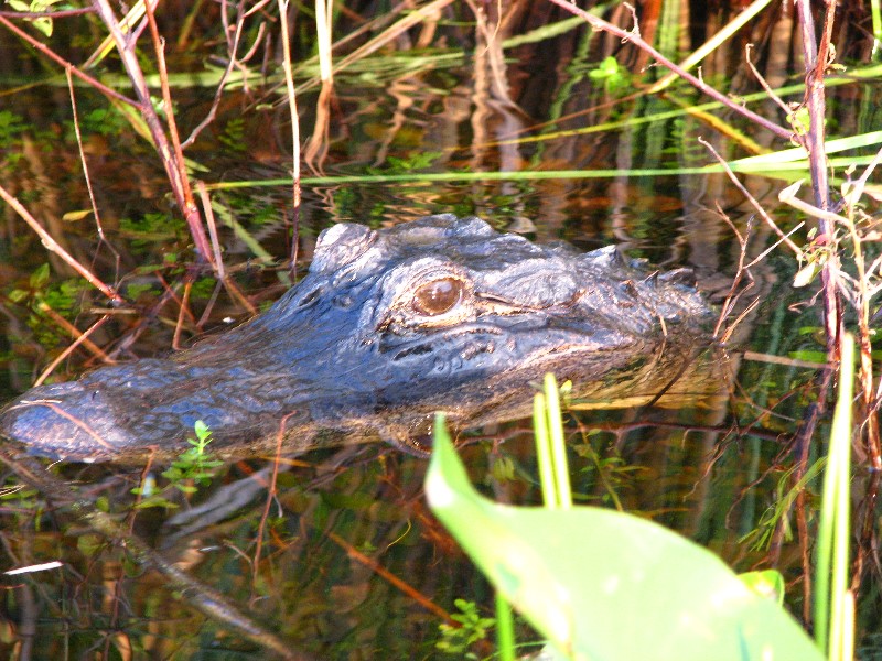Everglades-Holiday-Park-Airboat-Ride-081