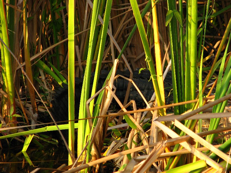 Everglades-Holiday-Park-Airboat-Ride-086