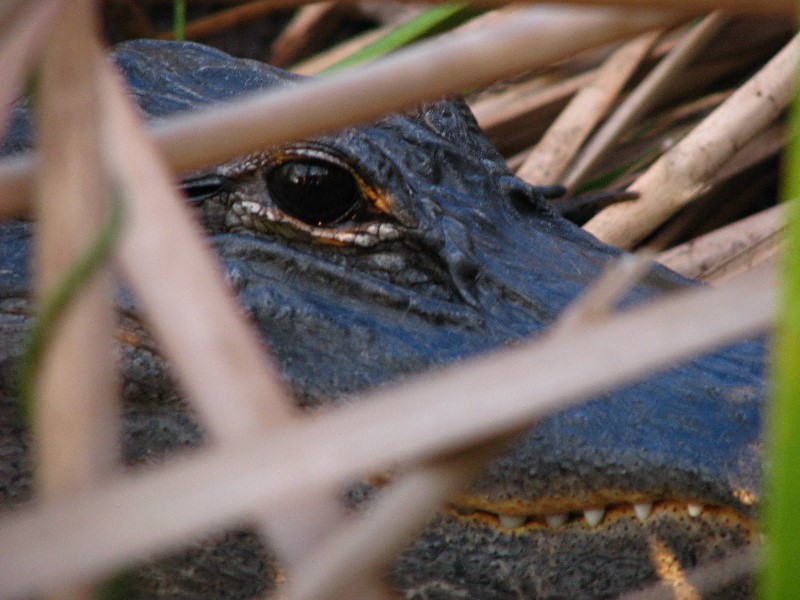 Everglades-Holiday-Park-Airboat-Ride-090