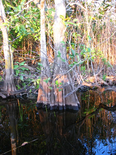 Everglades-Holiday-Park-Airboat-Ride-106