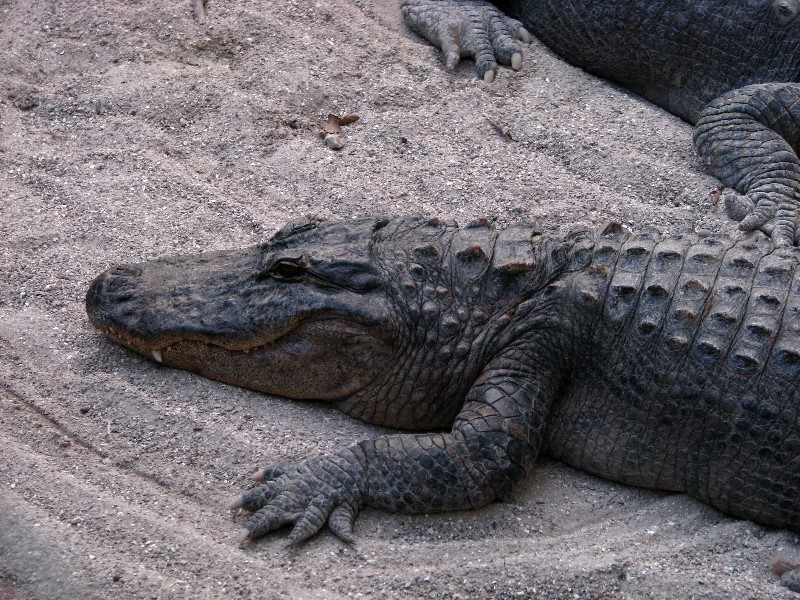 Everglades-Holiday-Park-Gator-Show-010