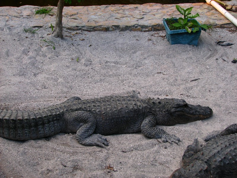 Everglades-Holiday-Park-Gator-Show-017