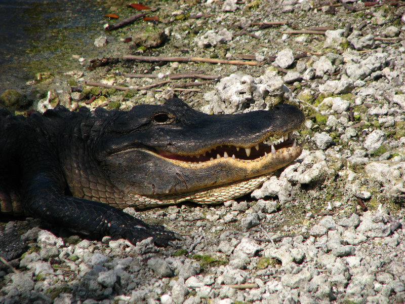 Everglades-National-Park-Homestead-FL-026