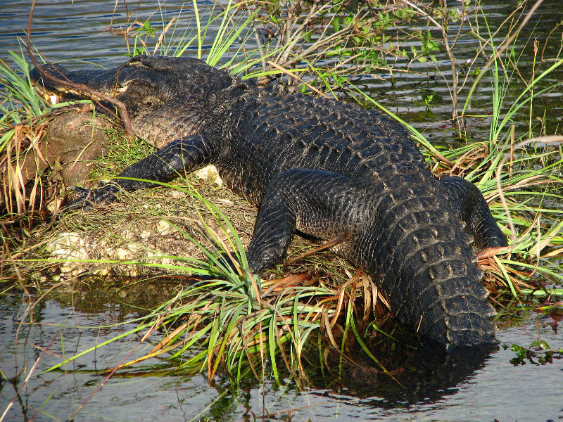 Everglades-National-Park-Homestead-FL-066