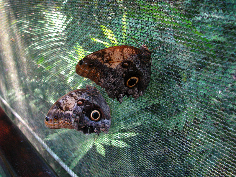 Fincas-Naturales-Butterfly-Garden-Costa-Rica-010
