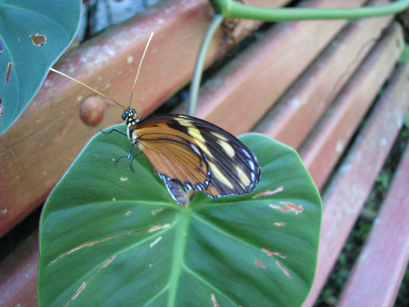 Fincas-Naturales-Butterfly-Garden-Costa-Rica-013