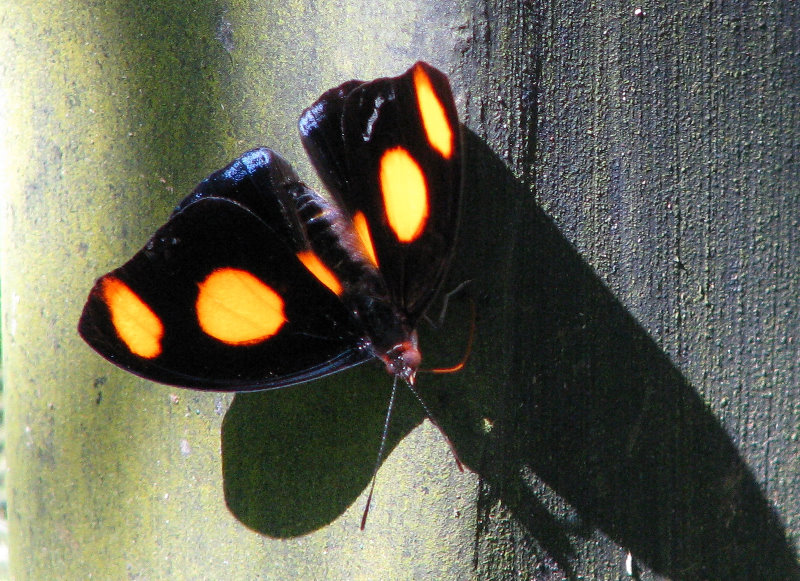 Fincas-Naturales-Butterfly-Garden-Costa-Rica-028