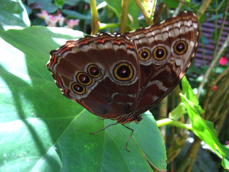 Fincas-Naturales-Butterfly-Garden-Costa-Rica-042