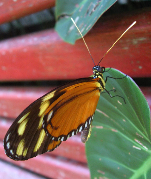 Fincas-Naturales-Butterfly-Garden-Costa-Rica-046
