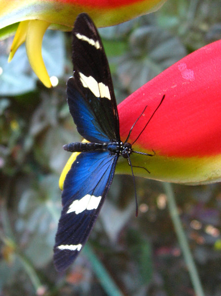 Fincas-Naturales-Butterfly-Garden-Costa-Rica-048