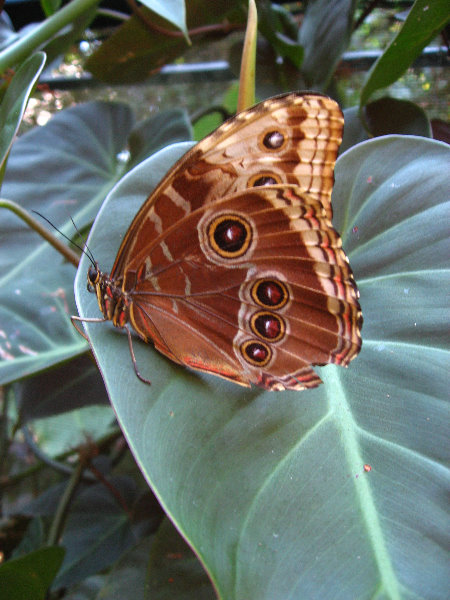 Fincas-Naturales-Butterfly-Garden-Costa-Rica-049