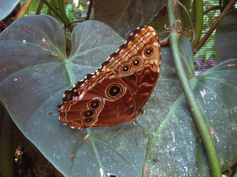 Fincas-Naturales-Butterfly-Garden-Costa-Rica-050