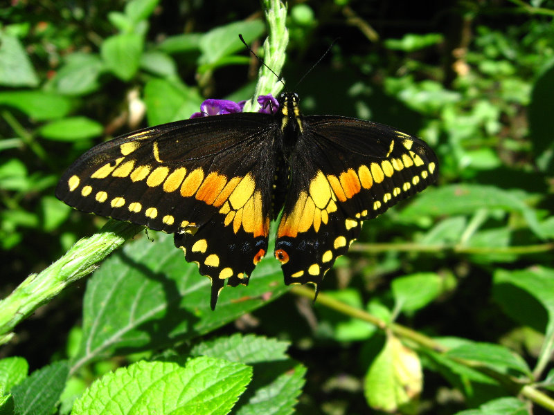 Fincas-Naturales-Butterfly-Garden-Costa-Rica-052