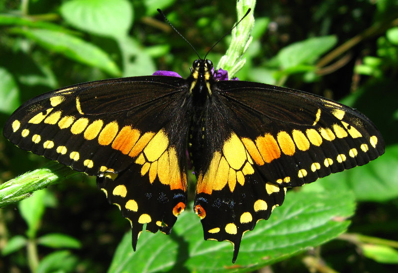 Fincas-Naturales-Butterfly-Garden-Costa-Rica-053