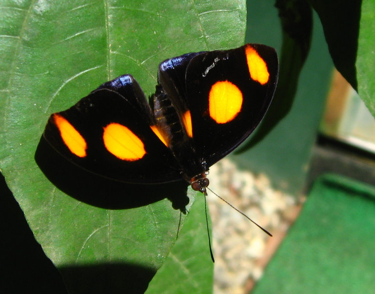 Fincas-Naturales-Butterfly-Garden-Costa-Rica-059