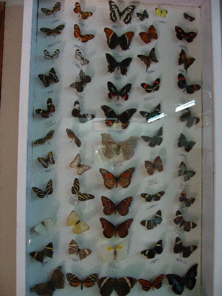 Fincas-Naturales-Butterfly-Garden-Costa-Rica-063