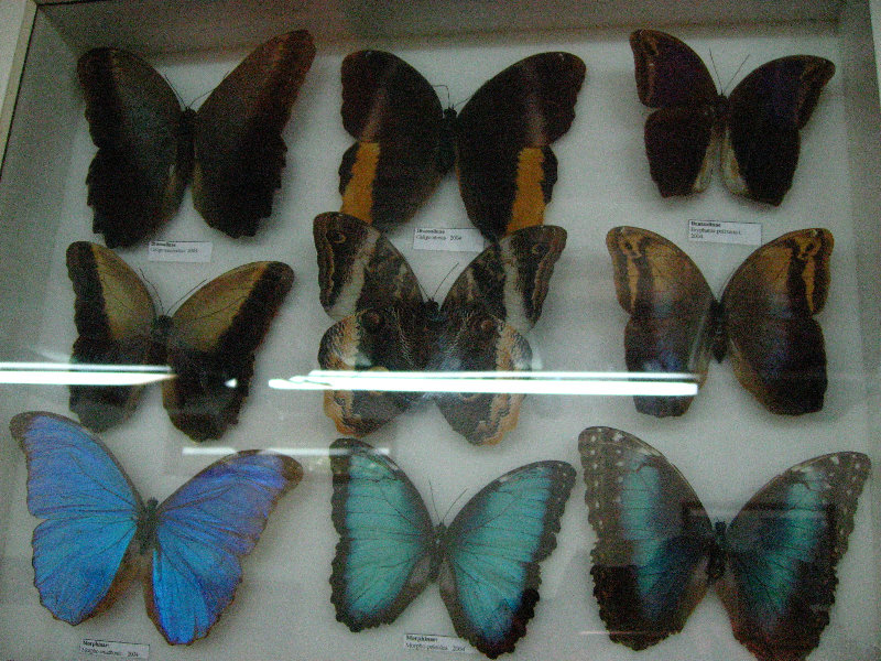 Fincas-Naturales-Butterfly-Garden-Costa-Rica-069