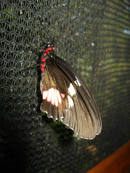 Fincas-Naturales-Butterfly-Garden-Costa-Rica-076