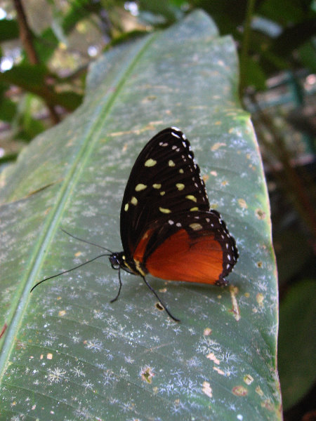 Fincas-Naturales-Butterfly-Garden-Costa-Rica-079