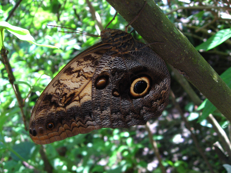 Fincas-Naturales-Butterfly-Garden-Costa-Rica-081