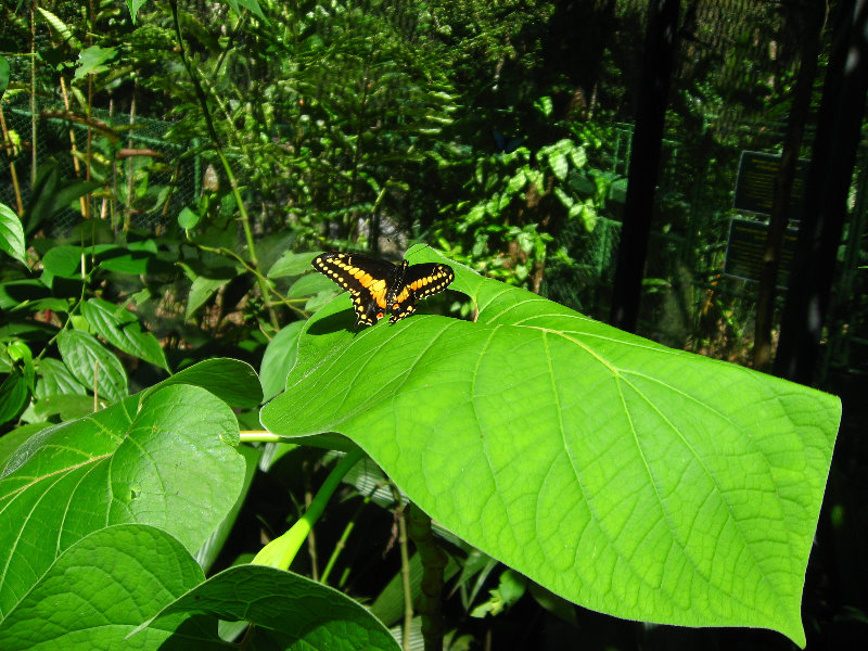 Fincas-Naturales-Butterfly-Garden-Costa-Rica-082