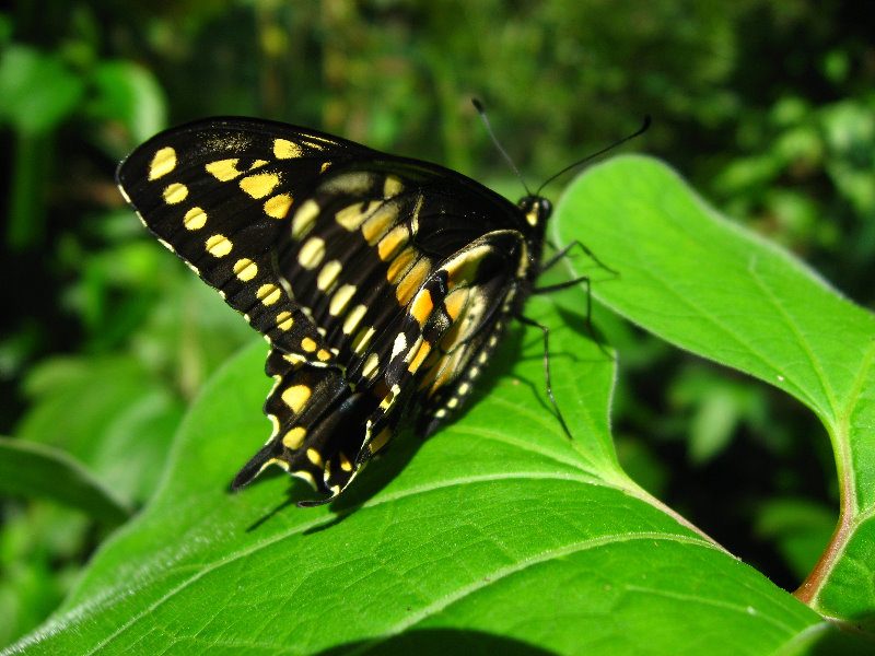 Fincas-Naturales-Butterfly-Garden-Costa-Rica-083