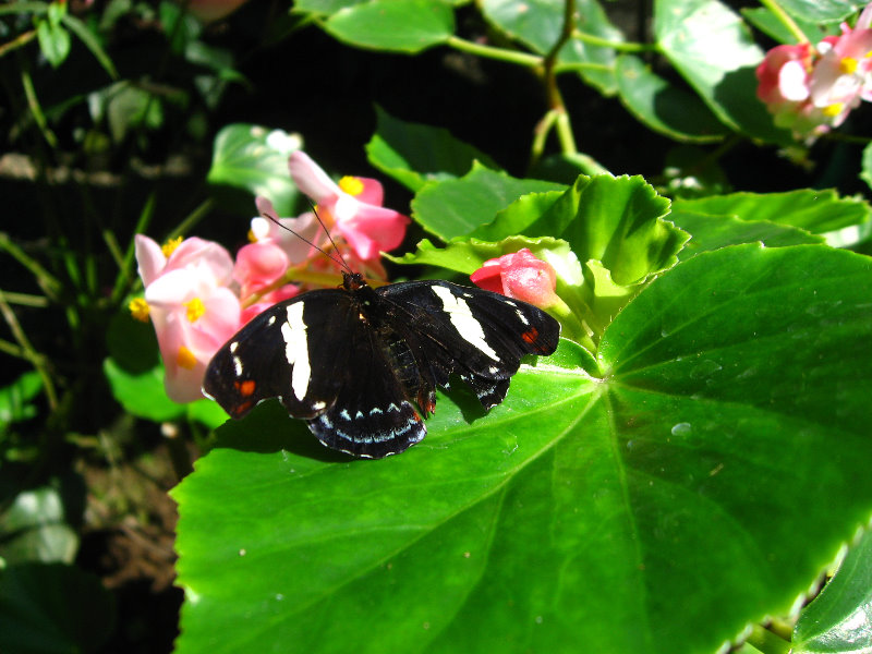 Fincas-Naturales-Butterfly-Garden-Costa-Rica-085