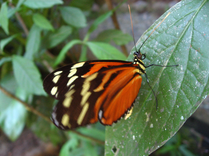 Fincas-Naturales-Butterfly-Garden-Costa-Rica-088