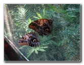 Fincas-Naturales-Butterfly-Garden-Costa-Rica-010