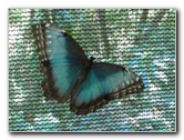 Fincas-Naturales-Butterfly-Garden-Costa-Rica-011