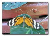 Fincas-Naturales-Butterfly-Garden-Costa-Rica-015