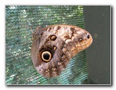 Fincas-Naturales-Butterfly-Garden-Costa-Rica-017