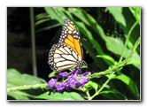 Fincas-Naturales-Butterfly-Garden-Costa-Rica-023