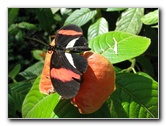 Fincas-Naturales-Butterfly-Garden-Costa-Rica-025