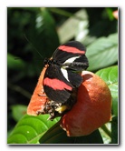 Fincas-Naturales-Butterfly-Garden-Costa-Rica-026