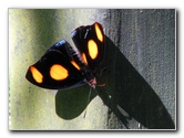 Fincas-Naturales-Butterfly-Garden-Costa-Rica-028