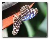 Fincas-Naturales-Butterfly-Garden-Costa-Rica-029