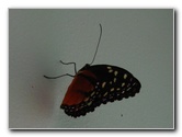 Fincas-Naturales-Butterfly-Garden-Costa-Rica-030