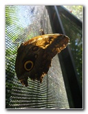 Fincas-Naturales-Butterfly-Garden-Costa-Rica-031