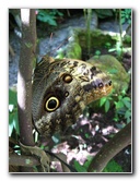 Fincas-Naturales-Butterfly-Garden-Costa-Rica-034