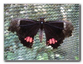 Fincas-Naturales-Butterfly-Garden-Costa-Rica-039