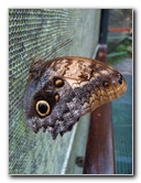 Fincas-Naturales-Butterfly-Garden-Costa-Rica-040