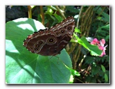 Fincas-Naturales-Butterfly-Garden-Costa-Rica-041