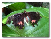 Fincas-Naturales-Butterfly-Garden-Costa-Rica-044