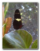 Fincas-Naturales-Butterfly-Garden-Costa-Rica-045
