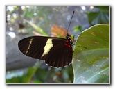 Fincas-Naturales-Butterfly-Garden-Costa-Rica-047
