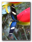Fincas-Naturales-Butterfly-Garden-Costa-Rica-048